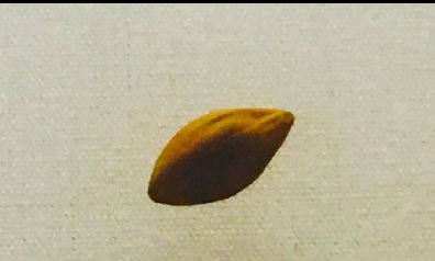 【林倫倫方言茶話】從一粒宋代的橄欖核說起 ——潮語花果蔬菜名稱趣談